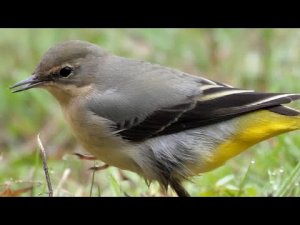 Grey Wagtail, close up (Motacilla cinerea)