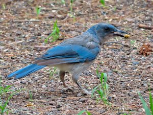 Mexican Jay