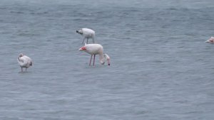 Flamingo (Phoenicopterus roseus) -clip-