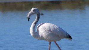 Flamingos (Phoenicopterus roseus)