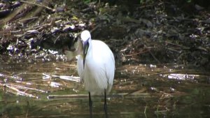 Little Egret (Egretta garzetta) while trying to swallow a Pumpkinseed sunfish