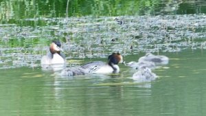 Grebes feed their chicks with feathers