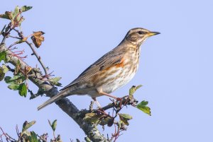 Redwing