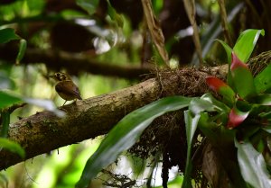 White-throated Spadebill