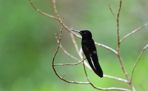 Black Jacobin