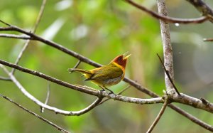 Rufous-headed Tanager