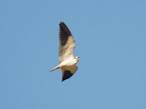 Black-winged kite