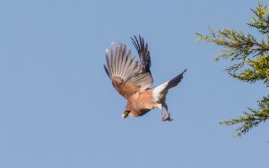 Eurasian Jay