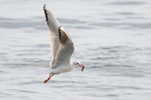 Black Headed Gull with Fish