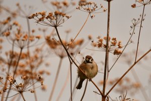 Autumn - Tree Sparrow and seedheads