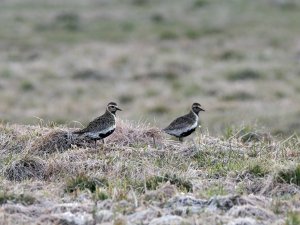 Golden plovers