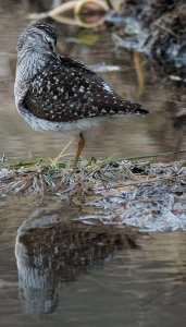 wood sandpiper (3).jpg