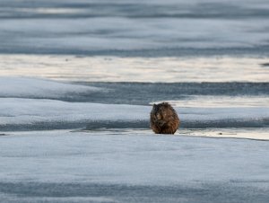 Eating muskrat