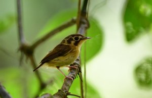 White-throated Spadebill