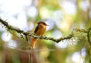 Atlantic Royal Flycatcher