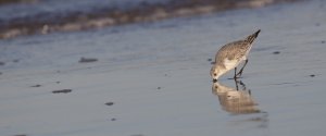 Sanderling from Titchwell-1.jpg