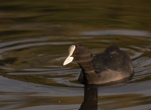 Coot in the golden light