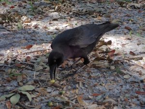 American Crow with acorns