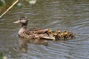 Mama Mallard