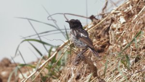 European stonechat