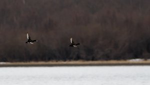 Tufted ducks in flight