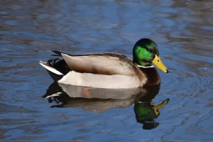 Mallard Male