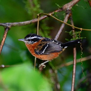 Ferruginous Antbird