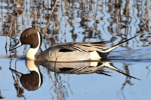 Northen Pintail Male