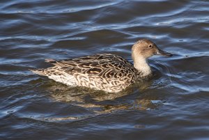 Northern Pintail Female