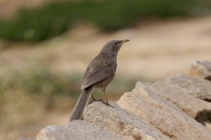 Arabian Babbler