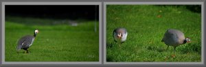 Guinea fowl:  Just taking a stroll 🚶‍♀️🚶‍♂️