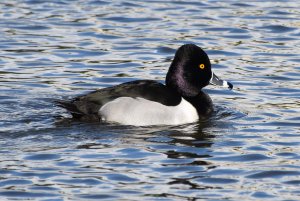 Ring-necked Duck Male