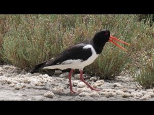 Oystercatcher sound (Haematopus ostralegus)