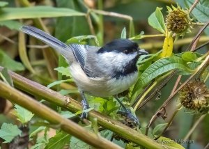 Carolina Chickadee