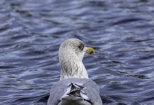 Herring Gull in Winter plumage on the Caledonian canal