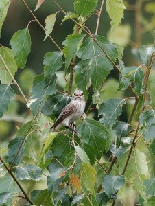 Spotted flycatcher