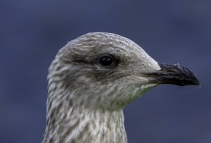 Herring gull juvenile - Caledonian canal