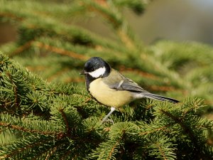 Great tit