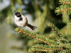 Willow tit