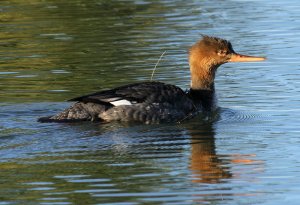 Red-breasted Merganser