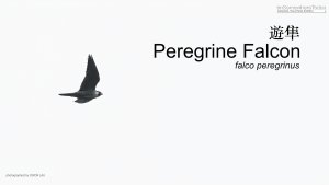 Peregrine Falcon, Borneo