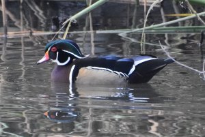 Wood Duck - male