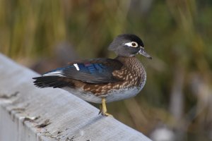 Wood Duck - female