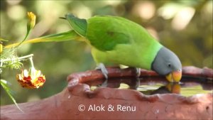 Himalayas-653 : Slaty-headed Parakeet drinking : Amazing Wildlife of India by Renu Tewari and Alok Tewari