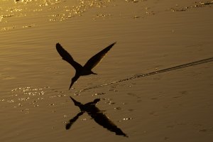 Black Skimmer