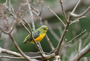 Golden-rumped Euphonia   - jovem