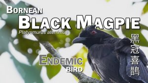 Bornean Black Magpie, Borneo