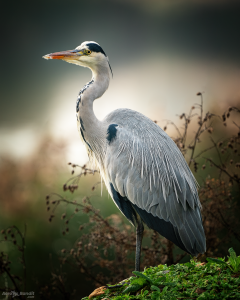 Heron on a lookout