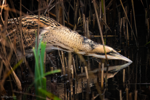 Eurasian Bittern