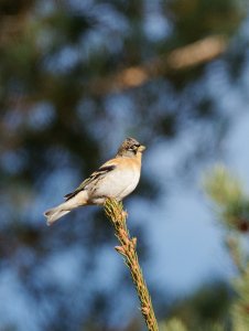 Brambling